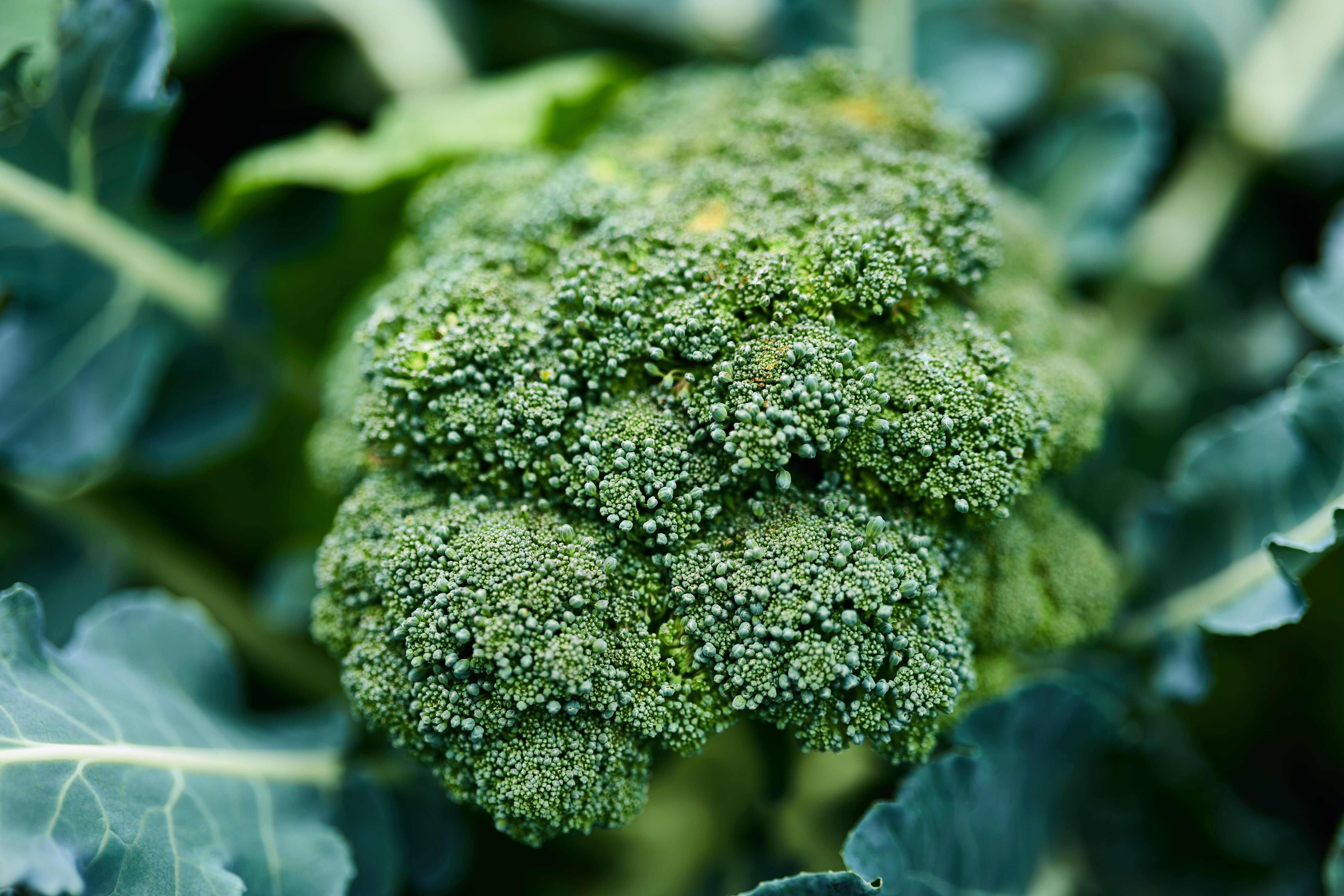 BROCCOLI.jpeg